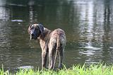DOGUE ALLEMAND 925